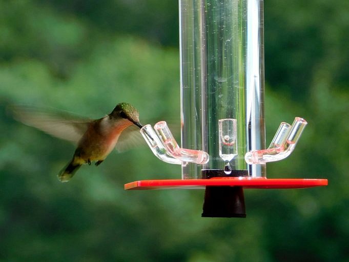 De beste kolibrievoeders voor uw tuin
